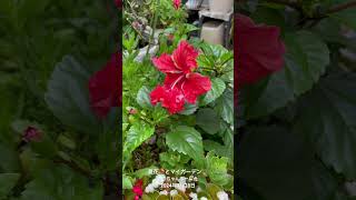 【HD動画】2024年7月28日  夏の花が咲いています。 #flowers #garden #癒し#自然 #naturelovers #薔薇は美しく散る #ばらの花 #rosegarde