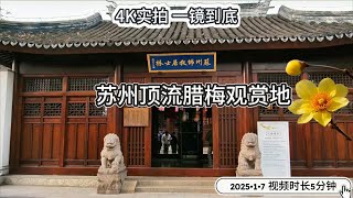 苏州顶流腊梅观赏地 苏州佛教居士林 4K拍摄 一镜到底  沉浸式游览