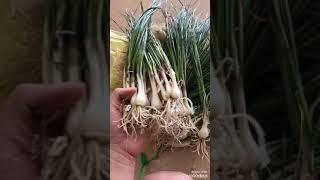 Cách làm kiệu cuốn lá..