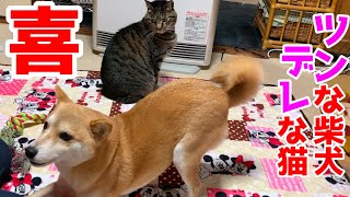 ママ帰宅で大はしゃぎの柴犬と超デレデレな猫 shiba inu and cat