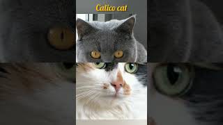 🐱10 Best Types of Cat./හොඳම බළලුන් වර්ග 10 ක්.🐈