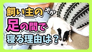 犬が飼い主の足の間で寝る５つの心理と理由 | 飼い主との絆