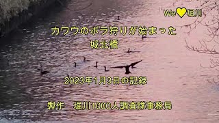 2023.01. 03 カワウのボラ狩りが始まった城北橋   12月31日に猿投橋まで大量に遡上したボラは、1月3日、カワウに見つかり、城北橋でカワウのボラ狩りが始まりました。短編の記録動画です。