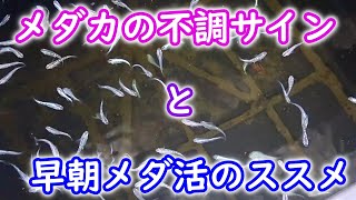 【めだか】メダカの不調サインを見極め、早めの対策をしよう！　早朝のメダ活でいつもと違うメダカを見る