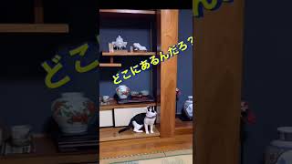 ゆらの宝物 どこだぁ？？#ゆら #猫 #癒やし