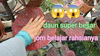 cara mudah besarkan daun keladi dan merimbunkan keladi.