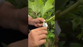 Peony Bud Grafting Techniques #satisfying #short