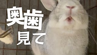 不正咬合を心配する飼い主に口の中を見せてくれるうさぎさん