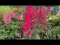 Astilbe 'Fanal' (False Spirea) - Classic, Hardy, Easy to Grow, Bright Red Flowering Perennial