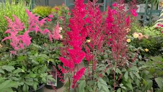 Astilbe 'Fanal' (False Spirea) - Classic, Hardy, Easy to Grow, Bright Red Flowering Perennial