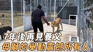 男人偶然救下母獅，7年後再見，母獅的反應惹人淚崩.......