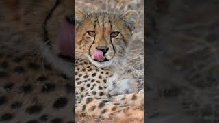 Loverly Cheetah Experience #cheetah #wildlife #wildafrica