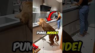 She Let THIS Puma Inside Her Home?! 🙀🏠👱‍♀️ #shorts