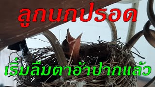 EP3 นกปรอด มาทำรังในสวน จากไข่กลายเป็นตัว เริ่มวัฏจักรแห่งชีวิตใหม่ Bulbul bird growing