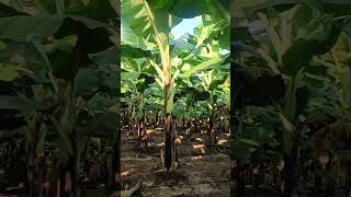 Green gold #banana #dark #music #framerlife #shetkari #farming