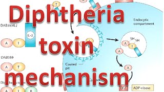 Diphtheria toxin mechanism