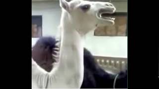 This camel sounds like Peter Griffin