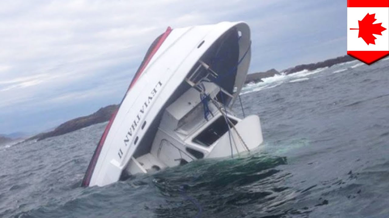 Naufrage Au Canada : Un Bateau D'observation Des Baleines Coule, Tuant ...