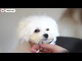 puppy grooming hi i m teddy bear pomeranian and maltese mixed breed