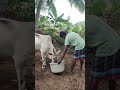 ஆடு மாடுகளுக்கு கலவையான தீவனம் அவசியம் ⁉️ goatfarming shorts dairyfarm foddercrops