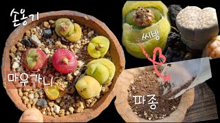 (다육식물)코노.리톱스..파종하는 방법 / 즐거운 다육생활 / Tips for Growing Succulents#다육