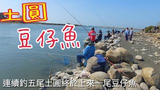 Five natural yellow fish with one soybean larvae (Part 198)