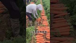 #俄罗斯 包地奇怪的6件事 #美食推荐#大列巴 #俄罗斯 #我的探店日记