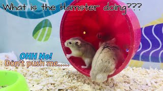 What is the Hamster 🐹 doing?? Best cute hamsters doing funny things, pet lover_by Happybear Life