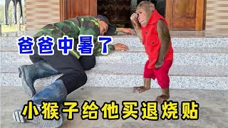 小猴子跟爸爸去干农活，爸爸中暑了，小猴子拿钱买退烧贴