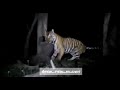 முதுமலை வனப்பகுதியில் குட்டி யானையை வேட்டையாடிய புலி tiger attack baby elephant at mudumalai