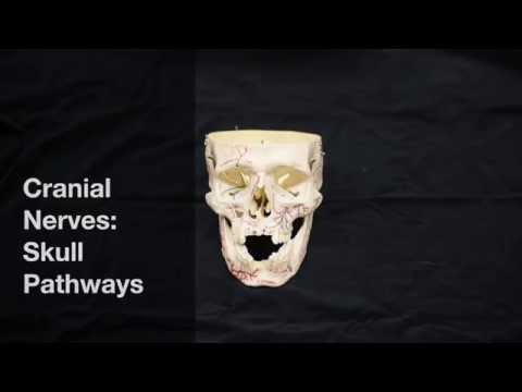 Cranial Nerves: pathways through the skull Cranial Nerves: pathways through the skull