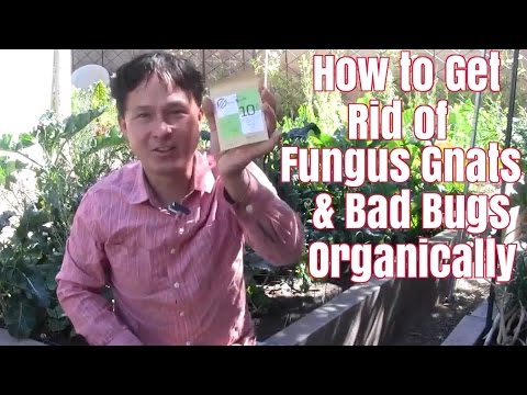 How to Get Rid of Fungus Gnats & Bad Bugs Organically How to Get Rid of Fungus Gnats & Bad Bugs Organically