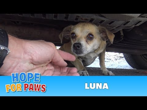 How a little microchip changed this dog's life!!! Please share this important video. How a little microchip changed this dog's life!!! Please share this important video.