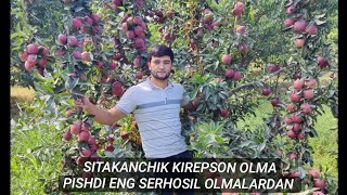 SITAKANCHIK KIREPSON OLMA 🍎 PISHDI KORILA ÕTA SERHOSIL KOCHATLARI BOR TEL+998959515353+998913971818