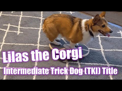 Akc Intermediate Trick Dog Title Tki Youtube