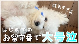 【大号泣】ビション子犬の初めてのお留守番を隠し撮り！健気な姿に涙腺崩壊...