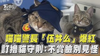 喵喵警長「伍丼么」爆紅　急訂擼貓4守則：不賞臉別見怪｜TVBS新聞