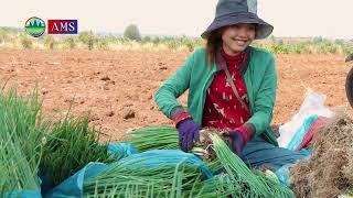 ដាំតែដើមខ្ទឹម កសិករនៅត្បូងឃ្មុំ រកចំណូល ២០លានរៀល/ខែ