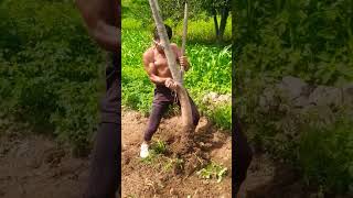 uproot the tree strong 🔥 #ytshorts #viral #body #fitnesstrainerdheeraj #shorts #shortsfeed#power