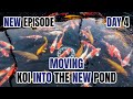 Day 4 of Fixing My Destroyed Koi Farm! Moving Koi into the new pond!