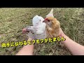 はじめての場所で興奮するオス鶏に困惑するメスたち…【ニワトリ飼育】　 55