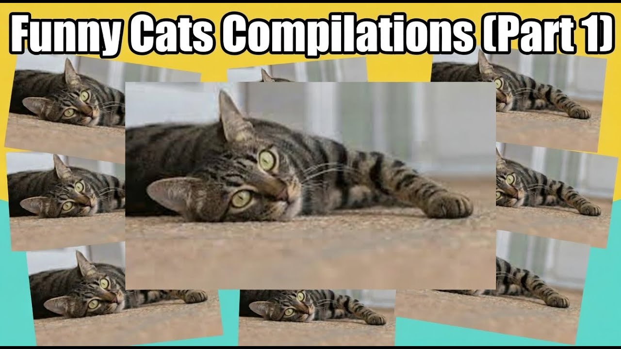 Funny Cats Compilation Part 1 Youtube