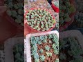 Propagate succulents from leaves 🪴 #다육이들 #suculentas #多肉植物 #succulents