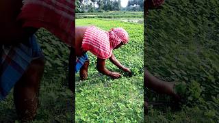 See What He Was Harvesting (Water Clover) #shorts