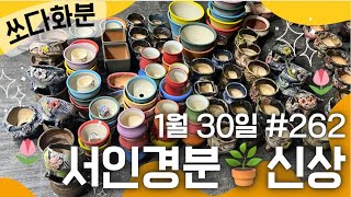 262차 화분판매   #쏘다화분🪴 1월 30일 |  예쁜 #다육이화분  #화분  #다육화분 분갈이 서인경분 신상 할인 세일 6만이상무배