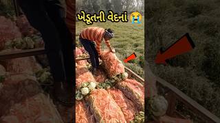 ખેડૂતે કોબીજ ફેંકી દીધા 😭|| khedut ni vedna #kishan #farmer #jugaad #ideas #gujarati #shortsfeed