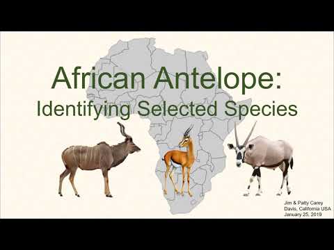 What are African deer called?