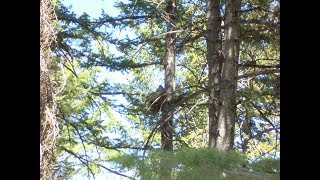 Falconry: Secrets to finding Goshawk nests