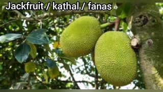 Jackfruit images, kathal , fanas ki photos