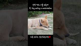 여름엔 역시 수박이지 Dog eating a watermelon #dog